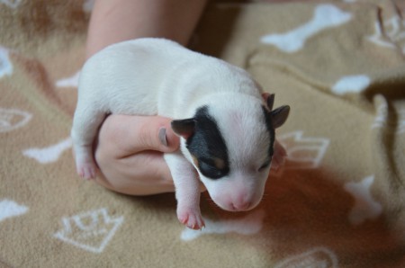 CHANEL - nein, nicht Nummer 5...